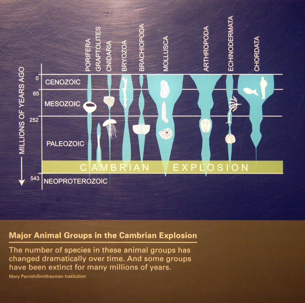 انفجار کامبرین در موزه اسمیتسونیان